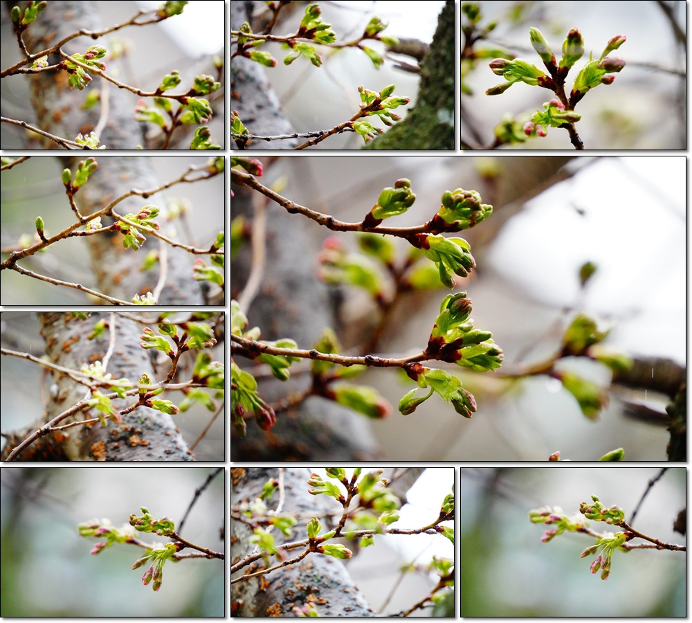 0323　桜の蕾